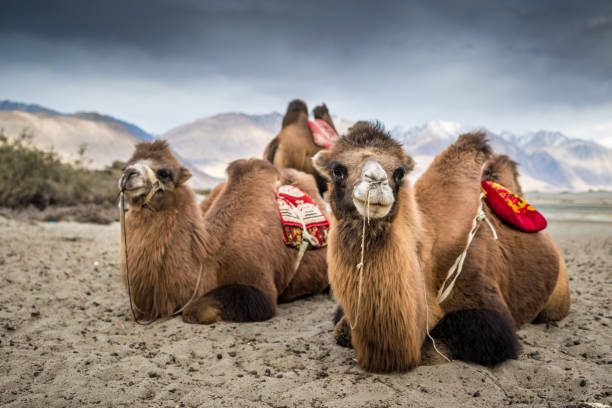 Ladakh Nubra Pangong