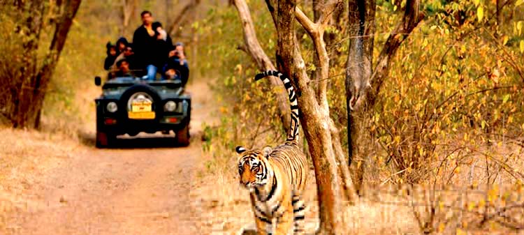 Ranthambore Tour Package