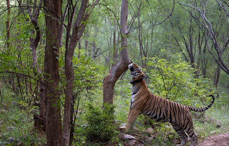 Tiger Safari Tour