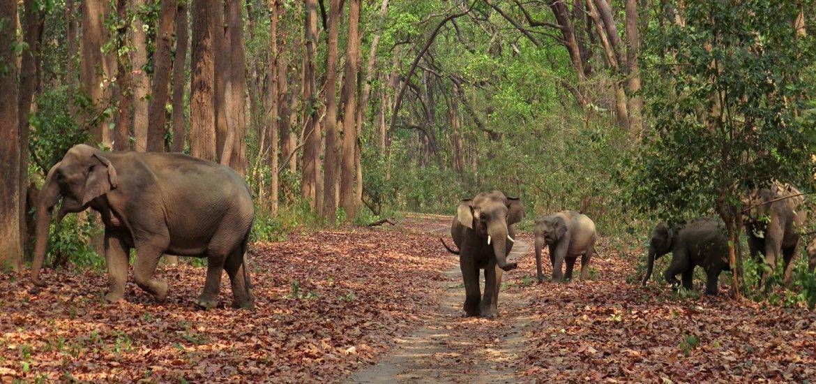 Jim Corbett National Park | Nainital | Travel Santa