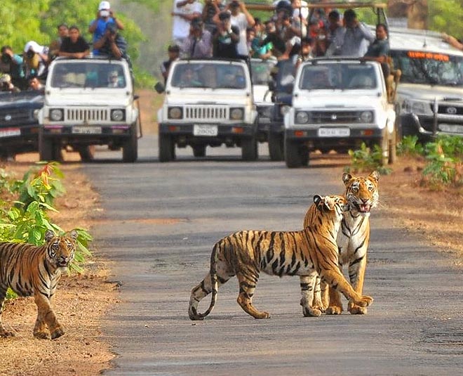 Jim Corbett National Park | Nainital | Travel Santa